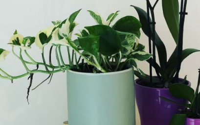 comment arreter de tuer ses plantes