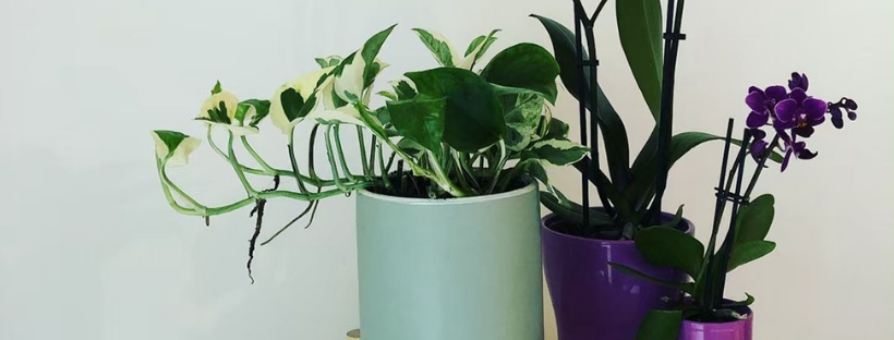 Comment rempoter ou planter une plante en pot - plante de la maison -  Truffaut 