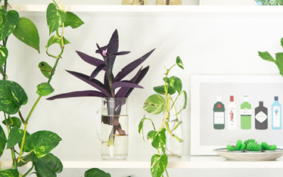 plant tour